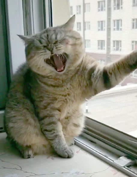 猫咪恶搞表情包爪子