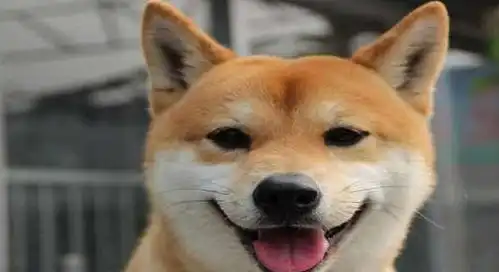  柴犬表情特别多,跟猫咪的表情很像,它难道不是狗