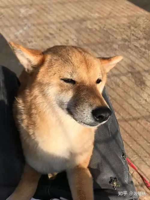  养一只特别矫情的柴犬是一种什么体验