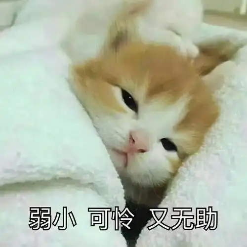  猫猫表情包我要把你摁在墙上,亲亲