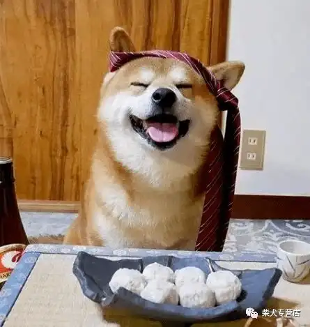  柴犬的秘密,你知道哪些