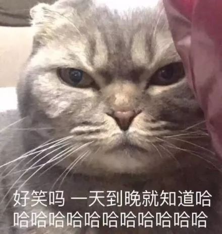  壁纸头像超可爱搞笑猫咪表情包