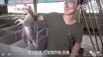  笑到泪奔竹鼠表情包窜上热搜吃它有一百种理由漂亮抑郁中暑