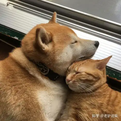  柴课堂柴犬可以和猫咪一起养吗