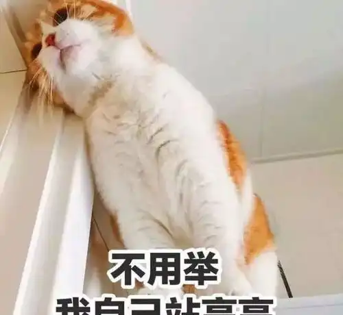  猫奴等级自测,你是资深猫奴了么