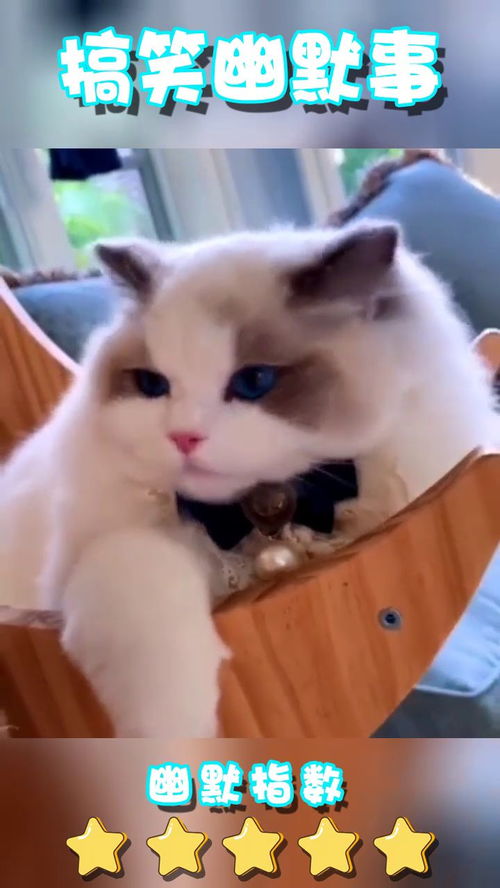  这猫咪比女人还要漂亮呀
