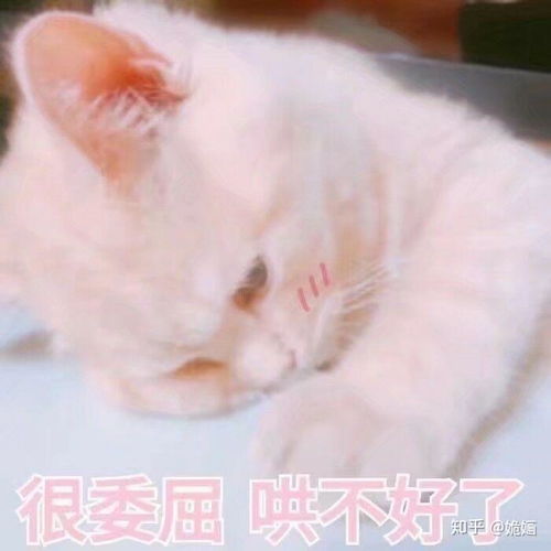  你有哪些关于猫狗的表情包