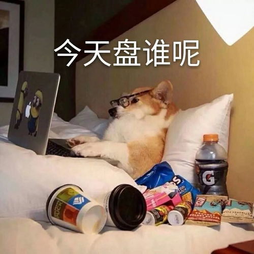  在家办公第5天,狗打电话向老板举报我
