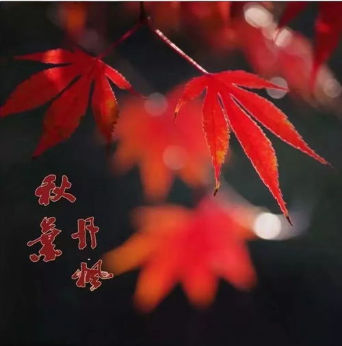  寒露晚秋,相约枫叶飘飞时