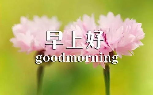  漂亮早上好问候图片鲜花带字新的一天开始早安语心情说说句子