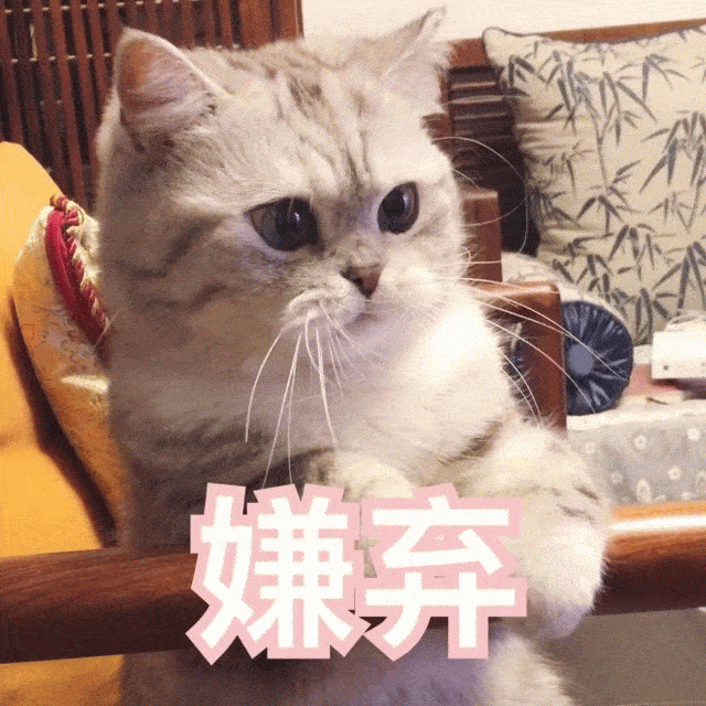  超萌的猫咪表情包你萌,你倒是发个自拍看看啊