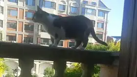  小猫不停地闻箱子,想改变掉箱子的气味