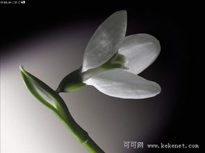  星座英语十二星座的幸运花