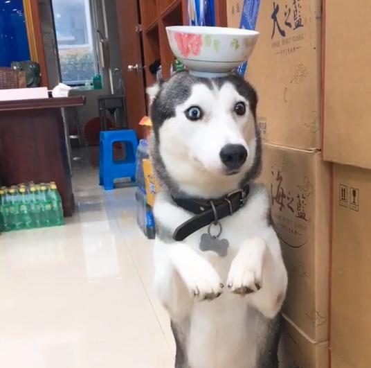  网友有哪些惩罚哈士奇的方式二哈随便挑