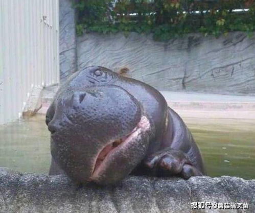  四只变几十只,河马被引入成为入侵物种,如今只能强行绝育