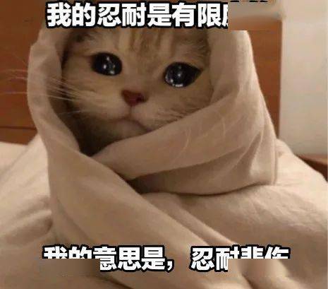  奇怪的猫猫表情增加了