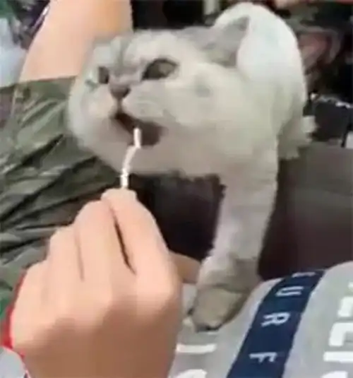  表情男子用零食挑逗猫咪,猫的表情令人害怕,猫我生气了啊腾讯新闻表情