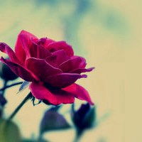  美花图片头像大全微信头像图片大全