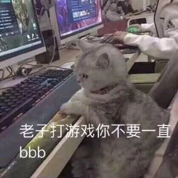  我真是太喜欢收集小猫咪表情包了