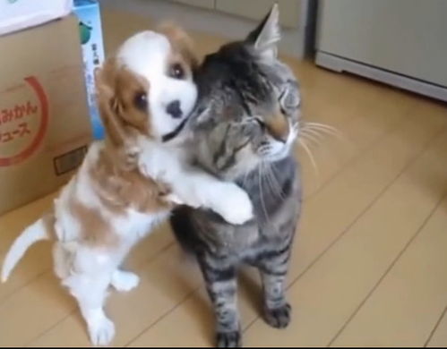 猫猫狗狗表情包主人