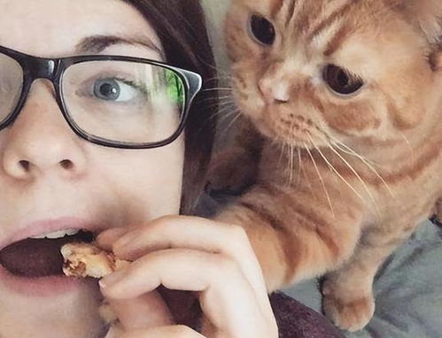  小猫有这6种现象,说明它把你当亲妈,真的养对猫了