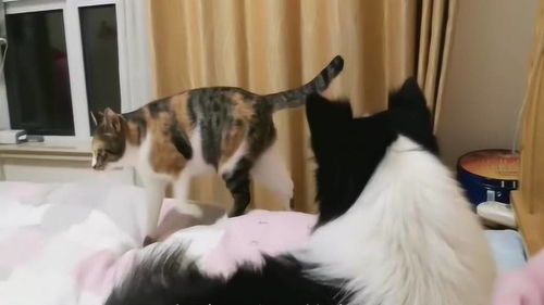  猫咪想要主人摸摸,但边上的狗狗就不让,好霸道猫咪委屈的想哭