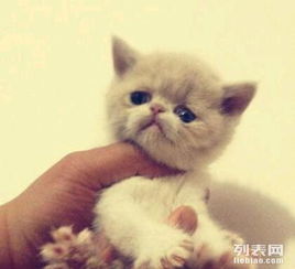  猫咪超漂亮,爱干净,喜欢逗人,女士优先