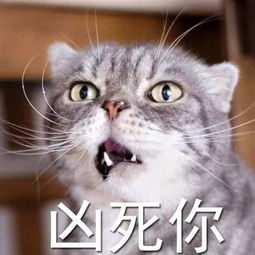  ins上随时都在生气的霸道总裁喵coco,超级凶
