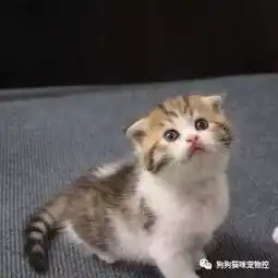  这么可爱的小猫咪,竟惨遭大鱼一口吞掉