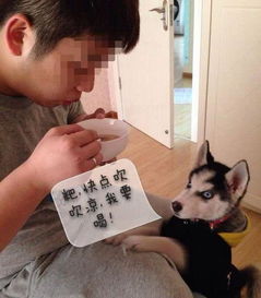  家里二哈流清鼻,男子煲了汤喂它,被嫌弃太烫,那表情逗乐了主人