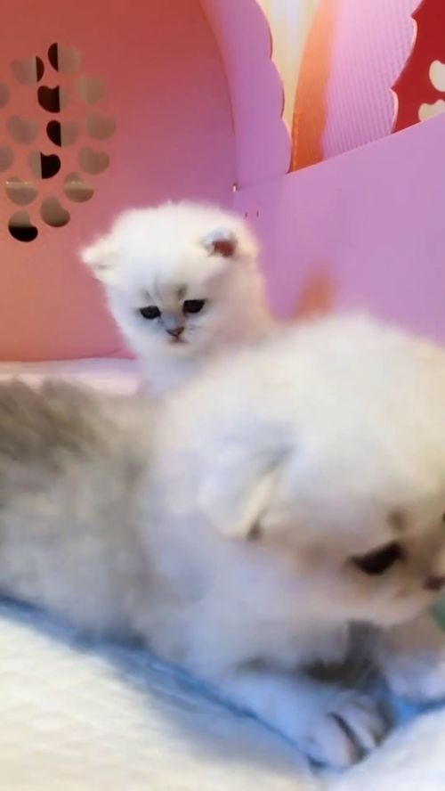  小萌猫的日常嬉戏不听话,打屁股