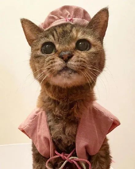  一起沾老寿星猫猫的福气