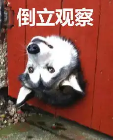  狗子表情包