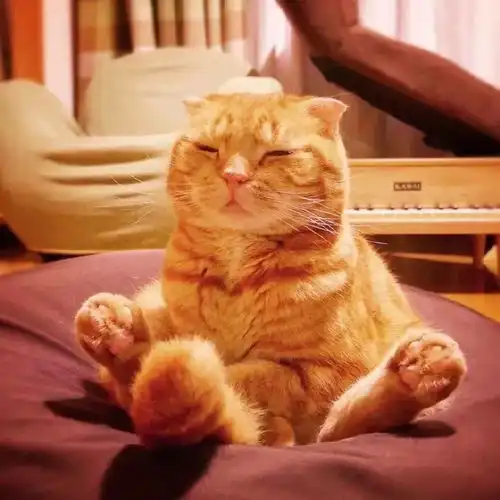  你女朋友生气时,是不是跟这个橘猫的表情一样