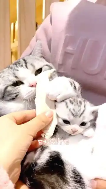  猫爸爸为了吃鸡胸肉孩子都不要了,最后一个小表情简直太萌了