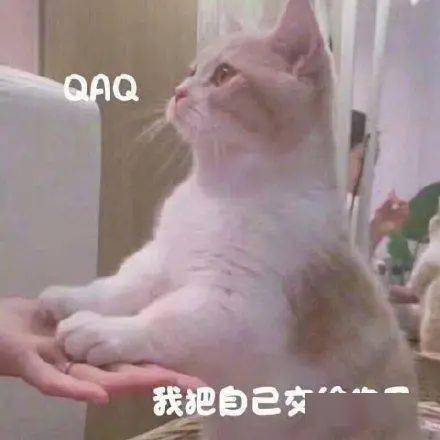  猫咪便便后擦pp吗奇怪的知识又增加了