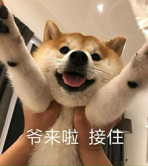 闭嘴的表情包一条狗柴犬
