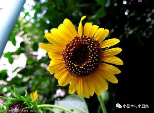  最美诗歌,十三人十三首2022246期