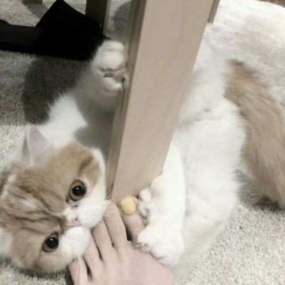  猫咪可爱微信头像,最适合年轻人喜欢猫的了