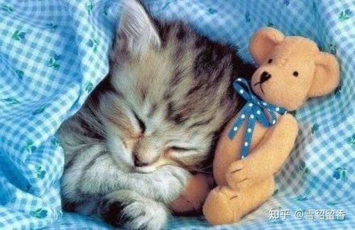  猫咪为什么非要跟你挤一个枕头在你头顶上睡觉啊有没有什么办法改变