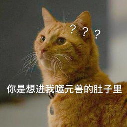 无脸表情包橘猫