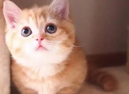  橘猫的饭量太大,铲屎官都快养不起了养的不是猫是猪