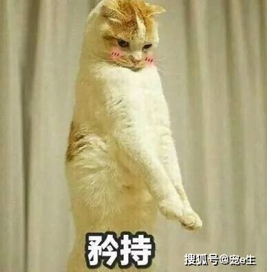  猫乱尿是因为记仇离谱打破关于猫的七大谣言,还小猫咪清白主人