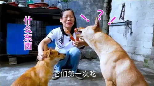  第一次给小狗吃火腿肠,看看什么表情,小狗这是什么东西