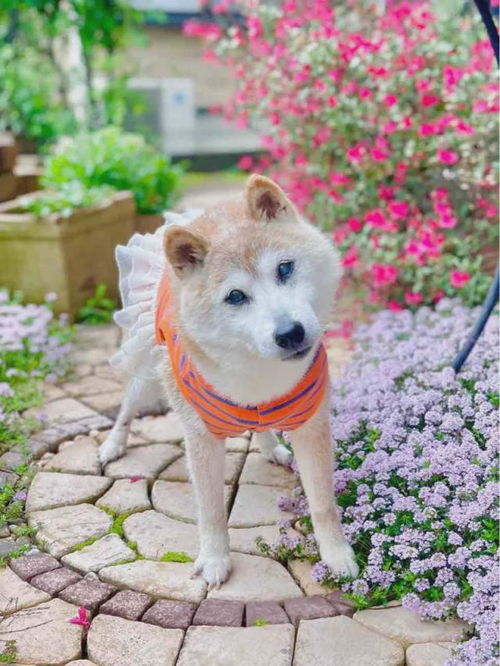  悲报狗头表情包的那只19岁柴犬去世,狗狗币当天跌幅6