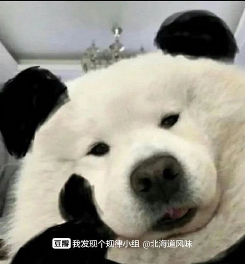 vibing猫表情包高考
