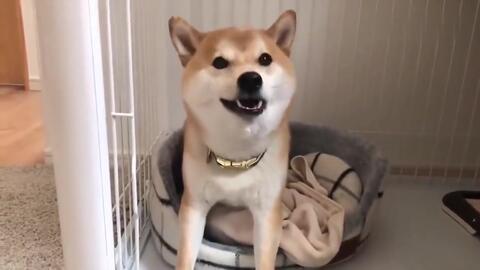  看到主人手里的礼物盒,柴犬高兴得嗷嗷叫拆开后脸色变了快乐行为图鉴情景喜剧最走心的视频的微博视频