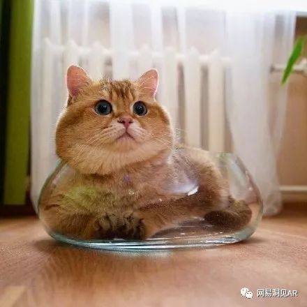  什么鬼杭州街头单车车兜里居然都藏着好几只猫90后姑娘借车时惊呆了...