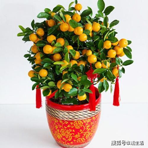  5种花寓意好,再穷也要养一盆,招财又旺运