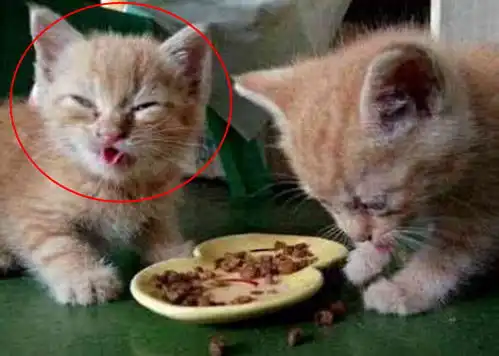  给小橘猫试新猫粮这货吃完竟是这副表情网友笑出杀猪般的笑声